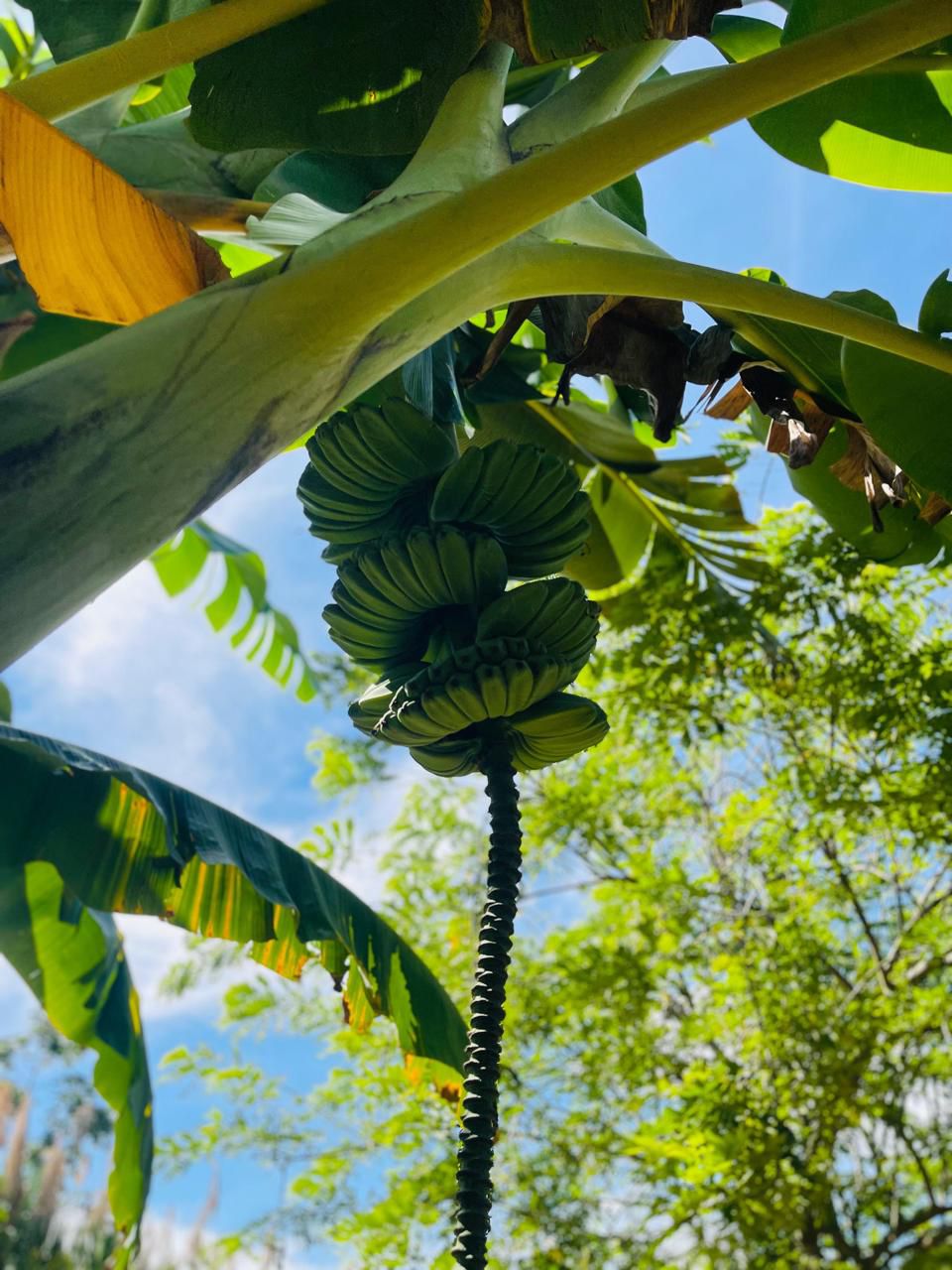 Jóvenes campesinos cosechando plátano en la finca